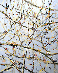 Birds 1_250 x 200 cm, Acryl, Lack auf Leinwand, 2025